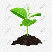 Khúc hát của cây